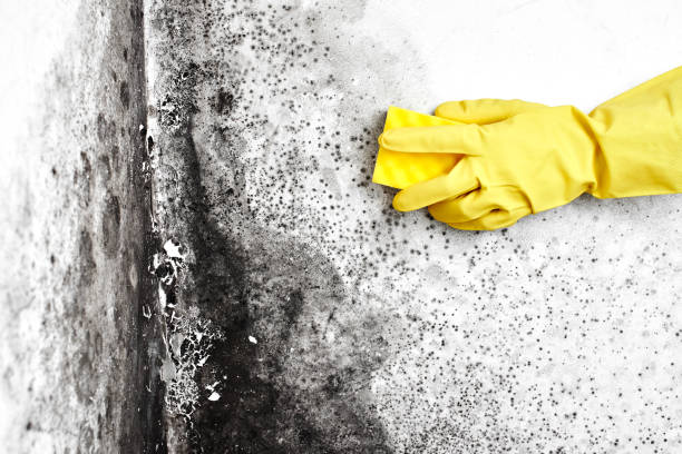 Best Emergency Mold Remediation in Port Jefferson Station, NY