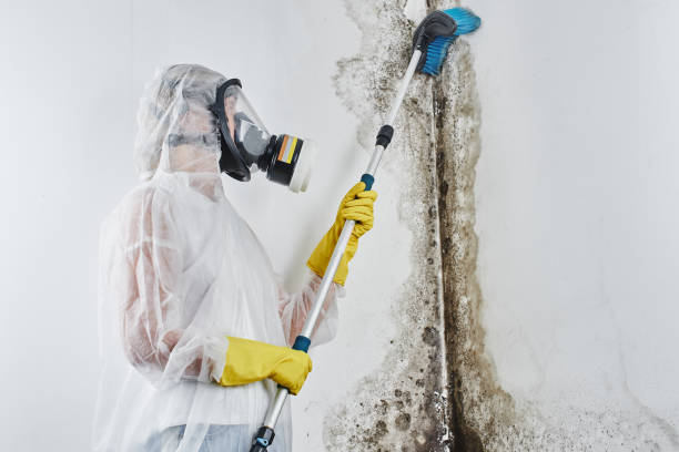 Best DIY Mold Remediation Support Services in Port Jefferson Station, NY